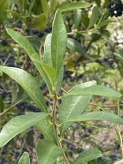 Myrsine cubana