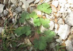 Ranunculus macrophyllus