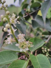 Croton gomezii