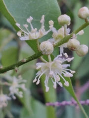 Croton gomezii