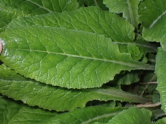 Primula