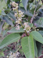 Croton gomezii