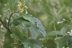 Diplazon laetatorius