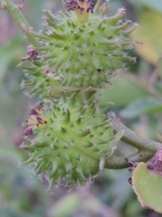 Croton gomezii
