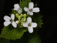 Alliaria petiolata