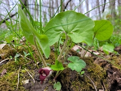 Asarum canadense reflexum