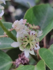 Croton gomezii