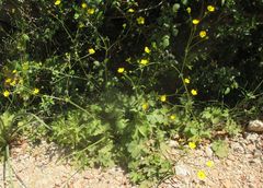 Ranunculus macrophyllus