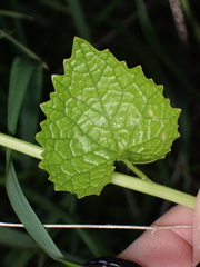 Alliaria petiolata