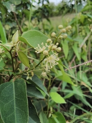 Croton gomezii
