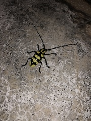 Anoplophora horsfieldii
