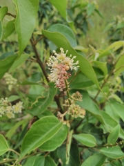 Croton gomezii