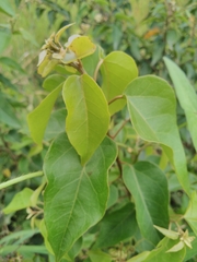 Croton gomezii