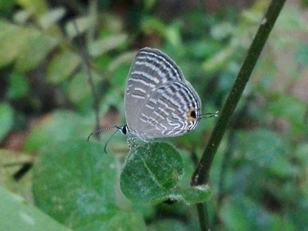 Common Cerulean