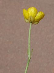 Ranunculus macrophyllus