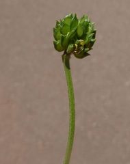 Ranunculus macrophyllus