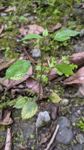 Crabweed (Fatoua villosa)
