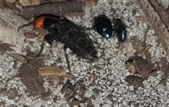 Creophilus erythrocephalus