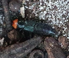Creophilus erythrocephalus
