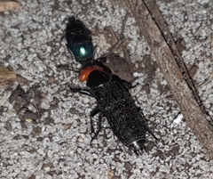 Creophilus erythrocephalus