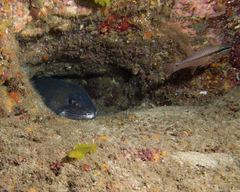 Conger marginatus