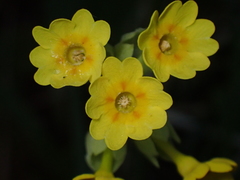 Primula