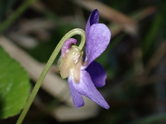 Viola