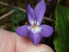 Viola