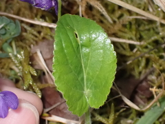 Viola