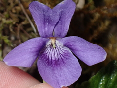 Viola