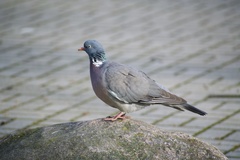 Columba palumbus