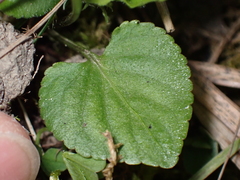 Viola