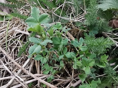 Medicago sativa