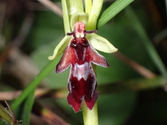 Ophrys insectifera
