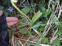 Ophrys insectifera