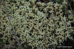 Teucrium gnaphalodes