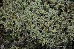 Teucrium gnaphalodes