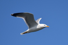 Larus michahellis