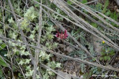Teucrium gnaphalodes