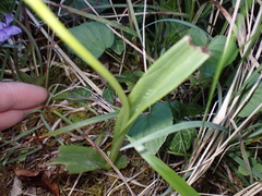 Ophrys insectifera