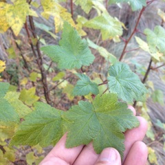 Ribes ciliatum