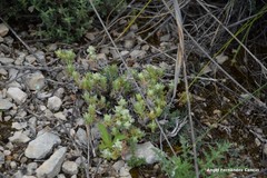 Teucrium gnaphalodes