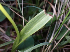 Ophrys insectifera