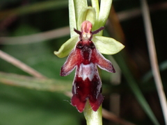 Ophrys insectifera