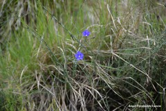 Linum narbonense