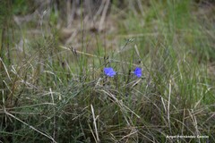 Linum narbonense
