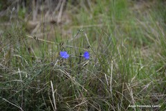 Linum narbonense