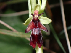 Ophrys insectifera
