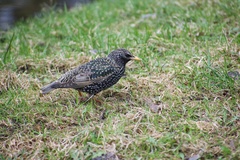 Sturnus vulgaris