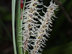 Carex